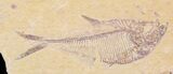 Diplomystus and Knightia Fossil Fish Plate - x #29581-1